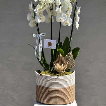 Pure Linen – Hasır Saksıda Beyaz Orkide