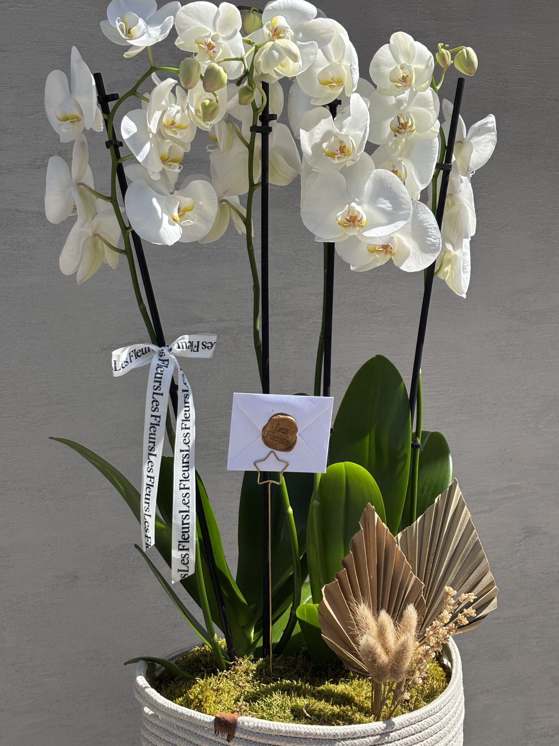 Pure Linen – Hasır Saksıda Beyaz Orkide 2 Pure Linen – Hasır Saksıda Beyaz Orkide - Görsel 2