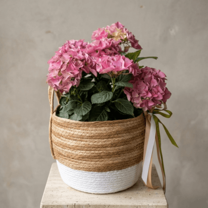 Blush Nest | Pembe Ortanca Hasır Saksı Aranjmanı